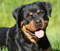 Huấn Luyện Chó Rottweiler