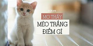 Mèo Mẹ Gọi Con